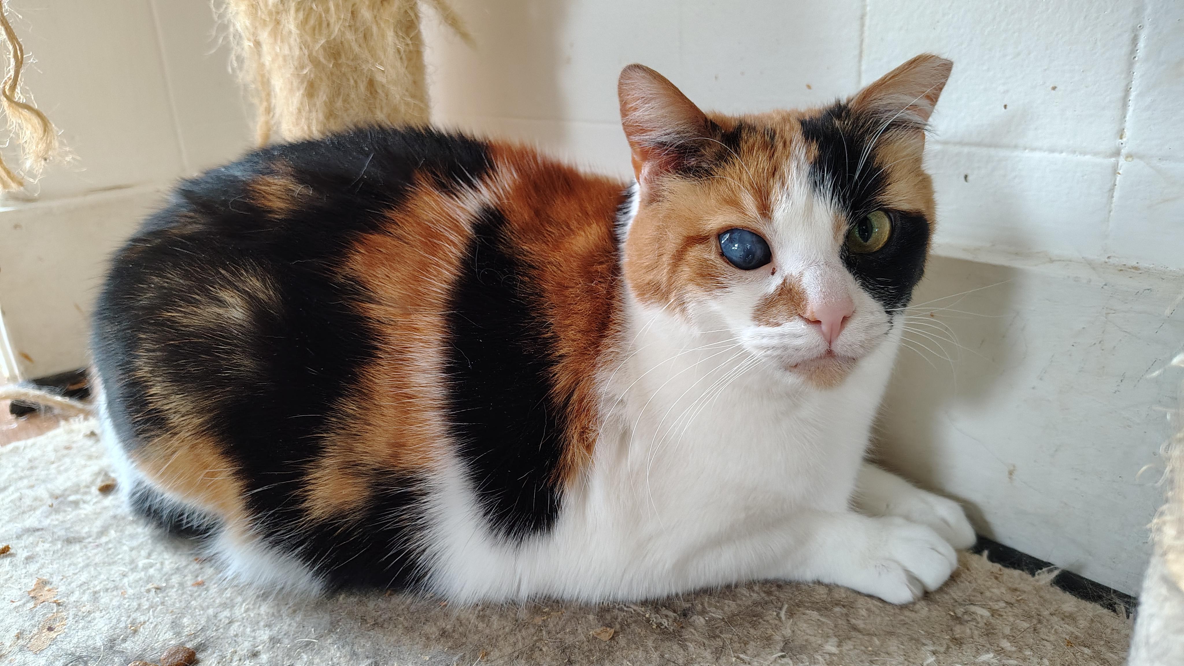 Enlarge Callie, a Adoptable Domestic Short Hair in Buffalo, NY image 1/4