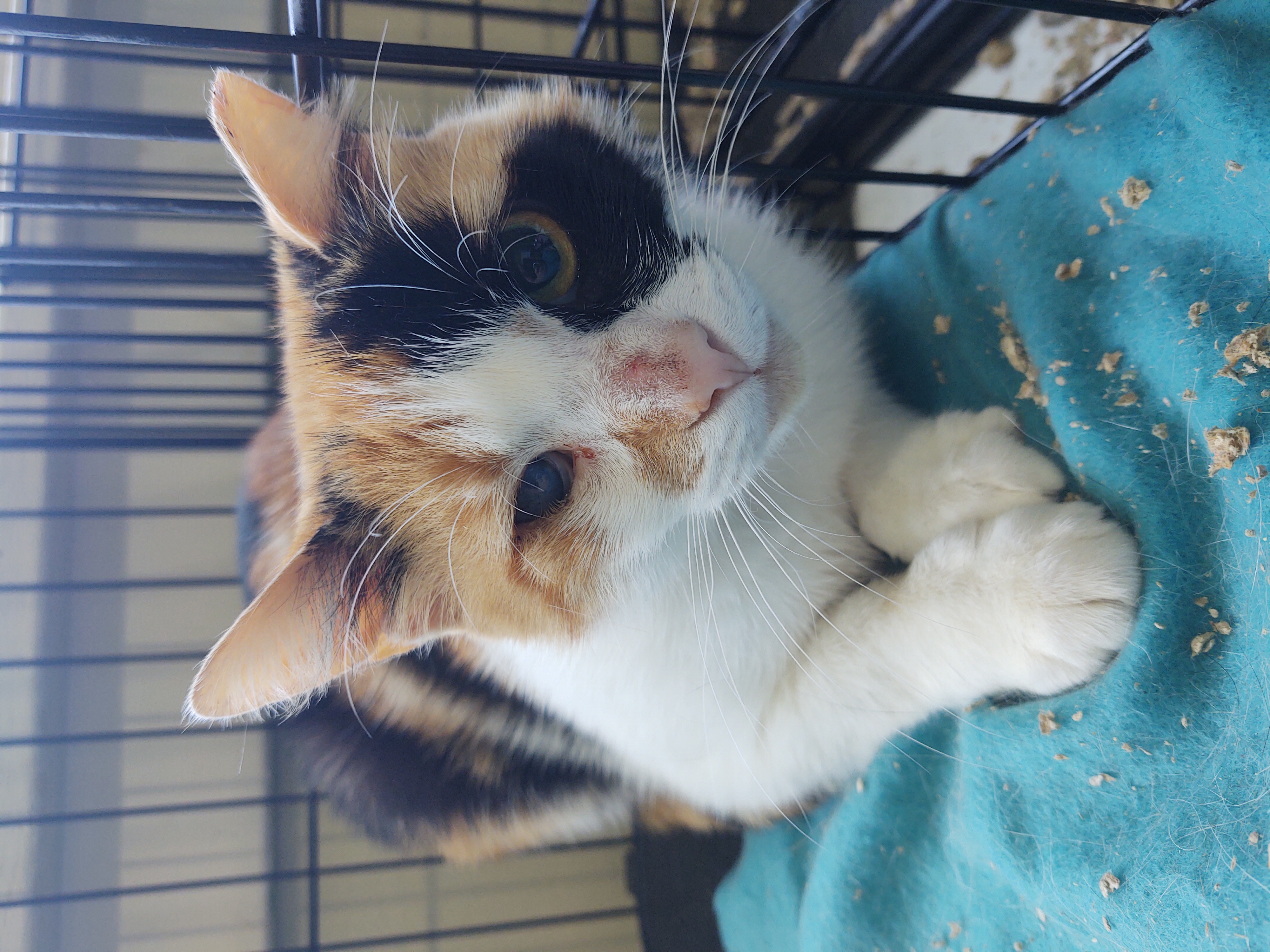 Callie, a Adoptable Domestic Short Hair in Buffalo, NY image 1/3