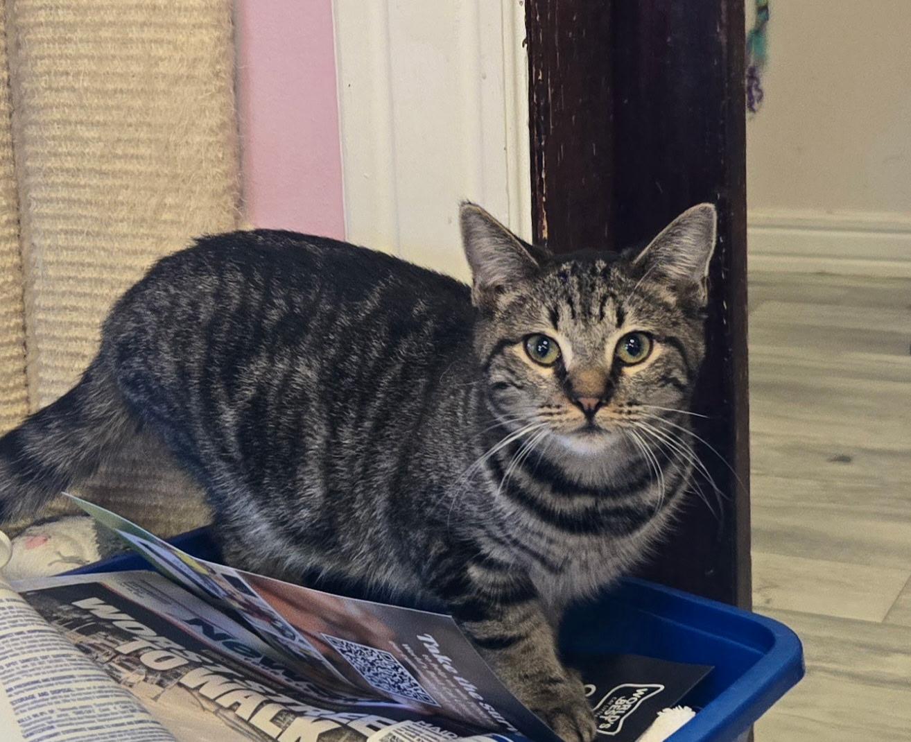 Lexi, Adoptable, Young Female Domestic Short Hair.