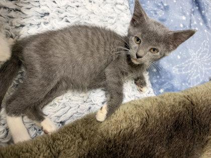 Enlarge Eleanor, a Adoptable mixed breed in Bedford, IN image 2/2