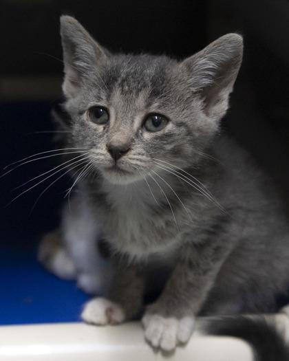 Elanor, Adoptable, Kitten Female Domestic Short Hair & American Shorthair.