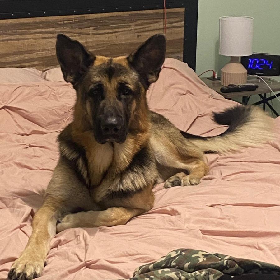 Enlarge Beyla, a Adoptable German Shepherd Dog in Richmond, VA image 3/3