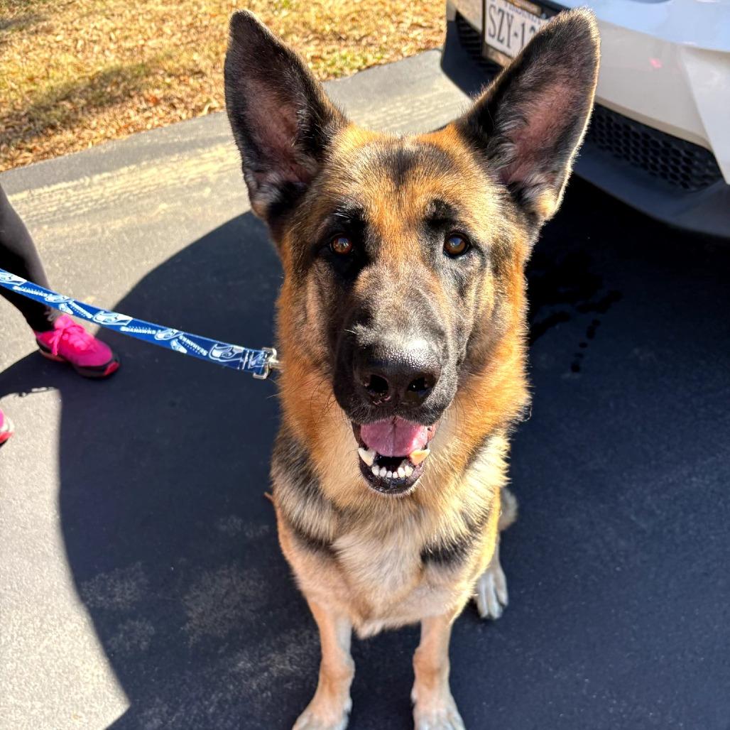 Enlarge Beyla, a Adoptable German Shepherd Dog in Richmond, VA image 1/3
