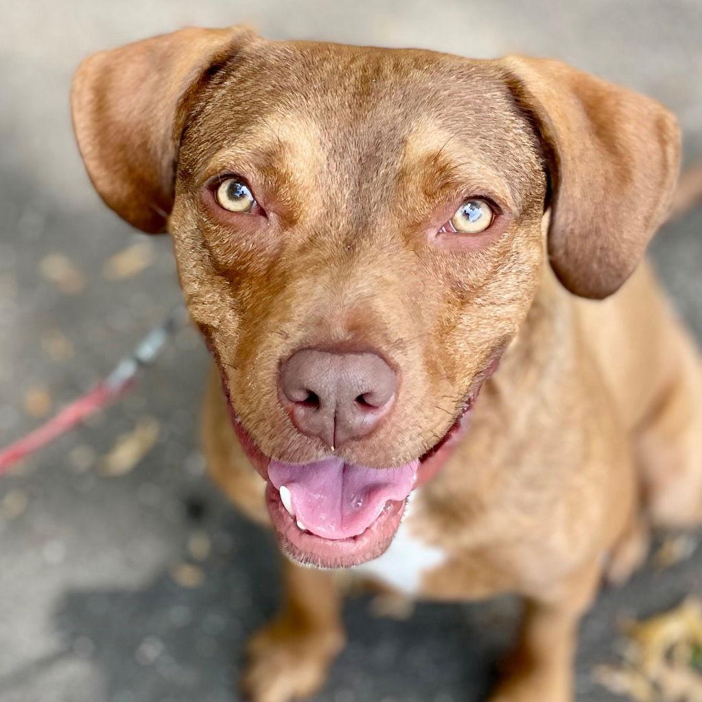 Lulu, Adoptable, Adult Female Terrier.