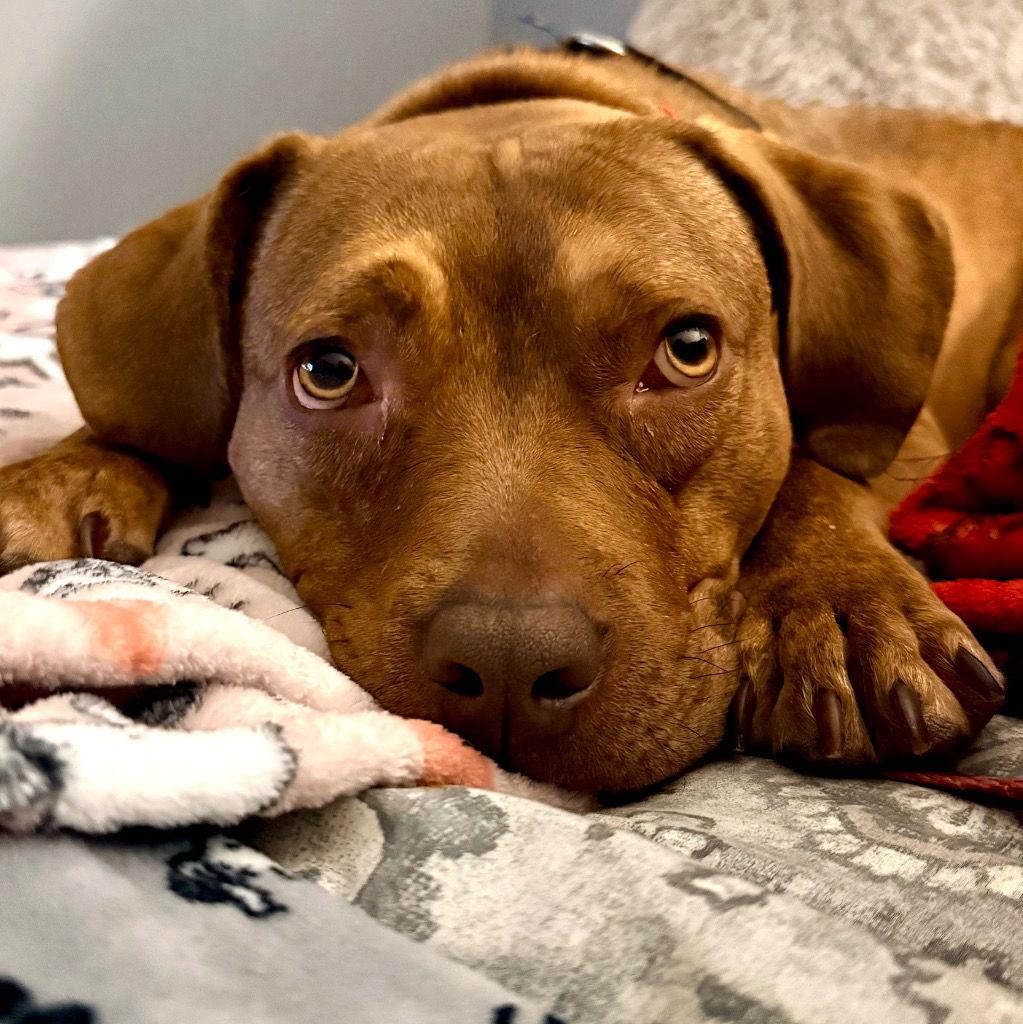 Lulu, Adoptable, Adult Female Terrier.