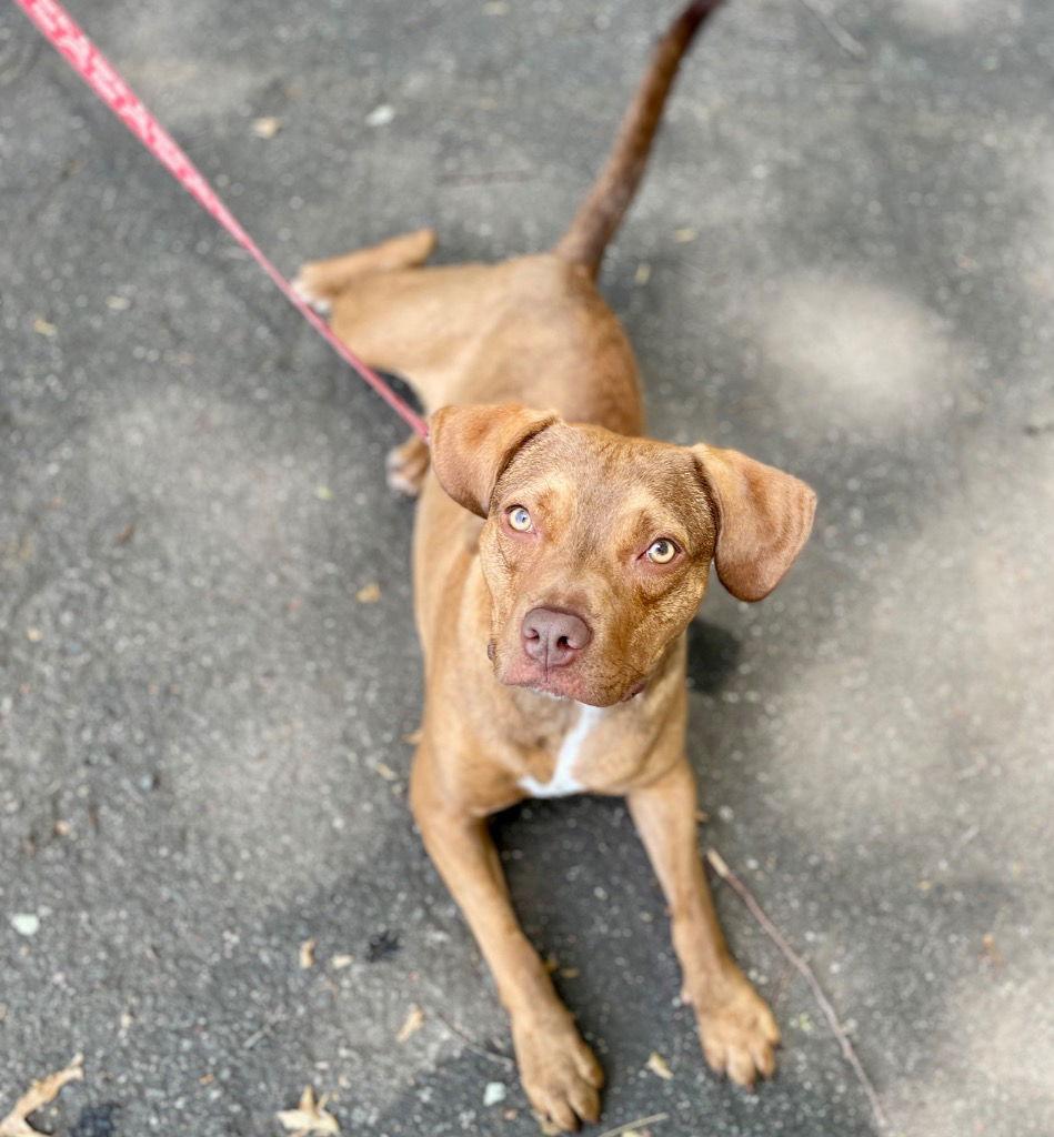 Enlarge Lulu, a Adoptable Terrier in Bloomfield, CT image 1/3