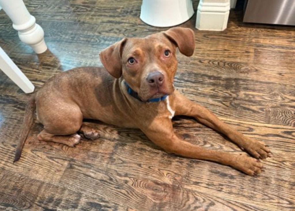 Enlarge Lulu, a Adoptable Terrier in Bloomfield, CT image 2/3