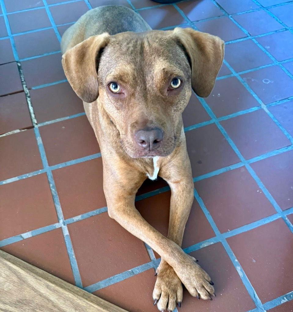 Enlarge Lulu, a Adoptable Terrier in Bloomfield, CT image 3/3