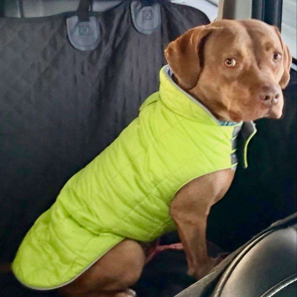 Enlarge Lulu, a Adoptable Terrier in Bloomfield, CT image 2/3