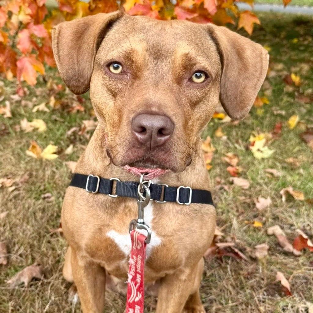 Enlarge Lulu, a Adoptable Terrier in Bloomfield, CT image 3/3