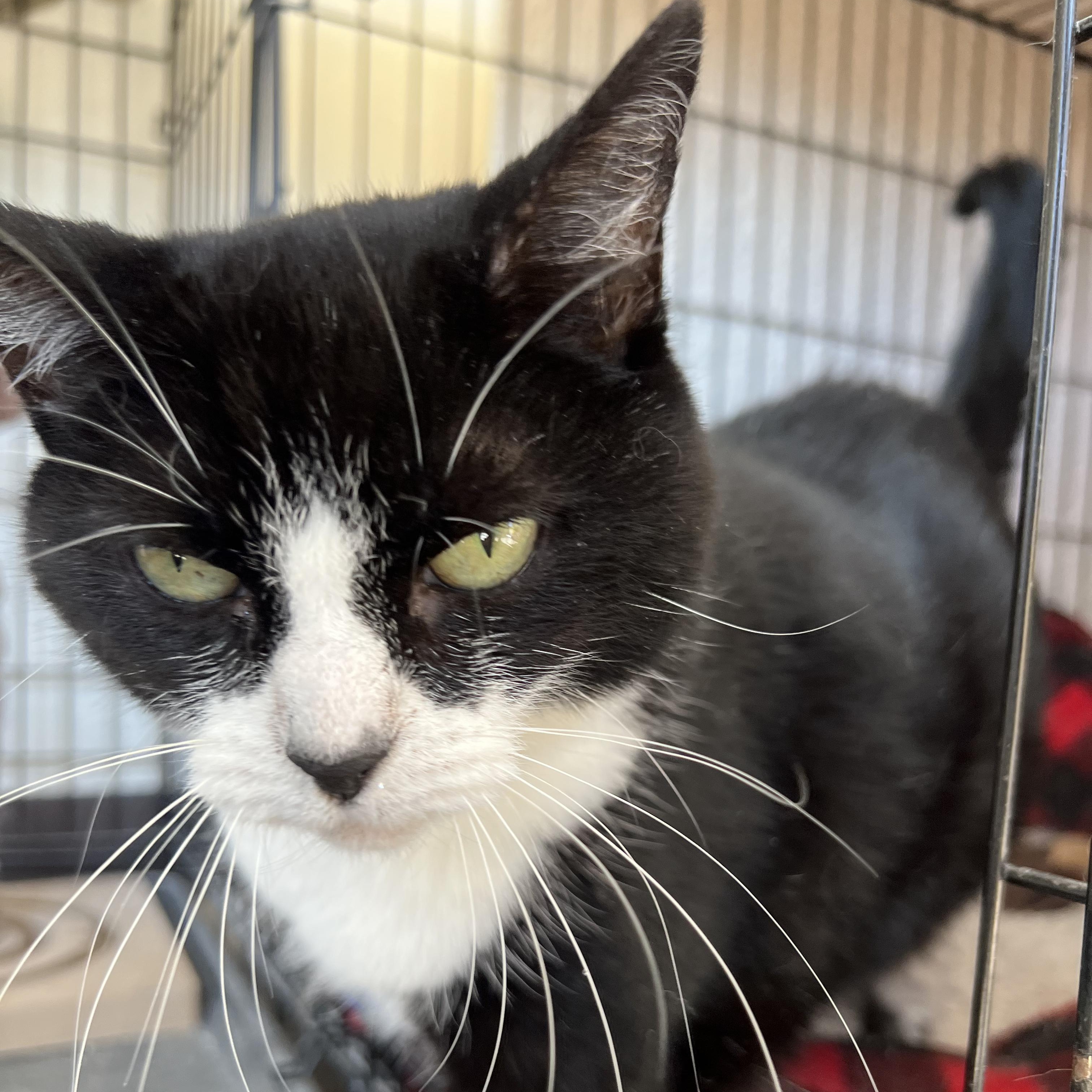 Sophia, Adult Female Tuxedo