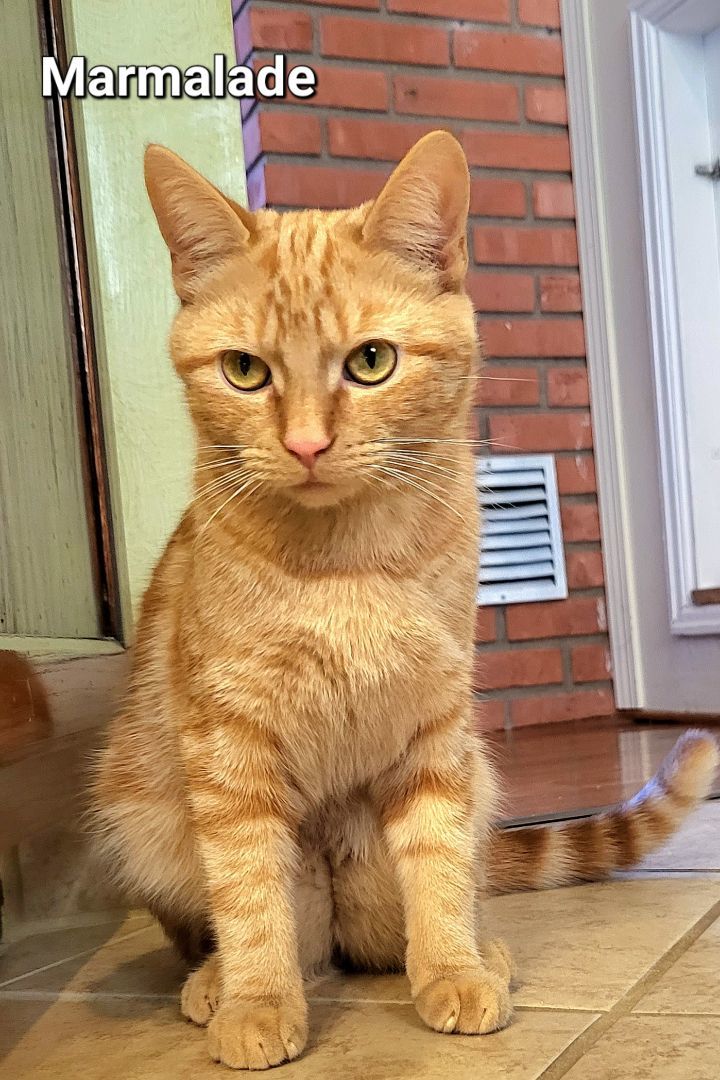 Marmalade and Toast, a Adopted mixed breed in Bethel, OH image 1/6