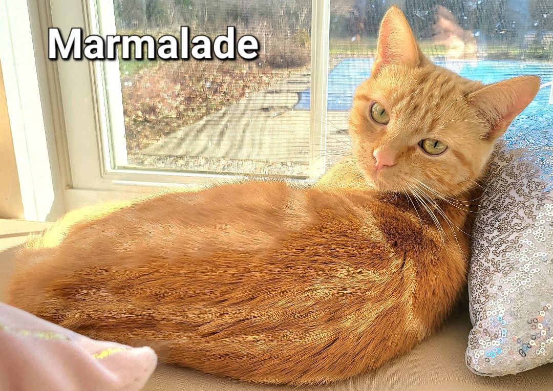 Marmalade and Toast, a Adopted mixed breed in Bethel, OH image 2/6