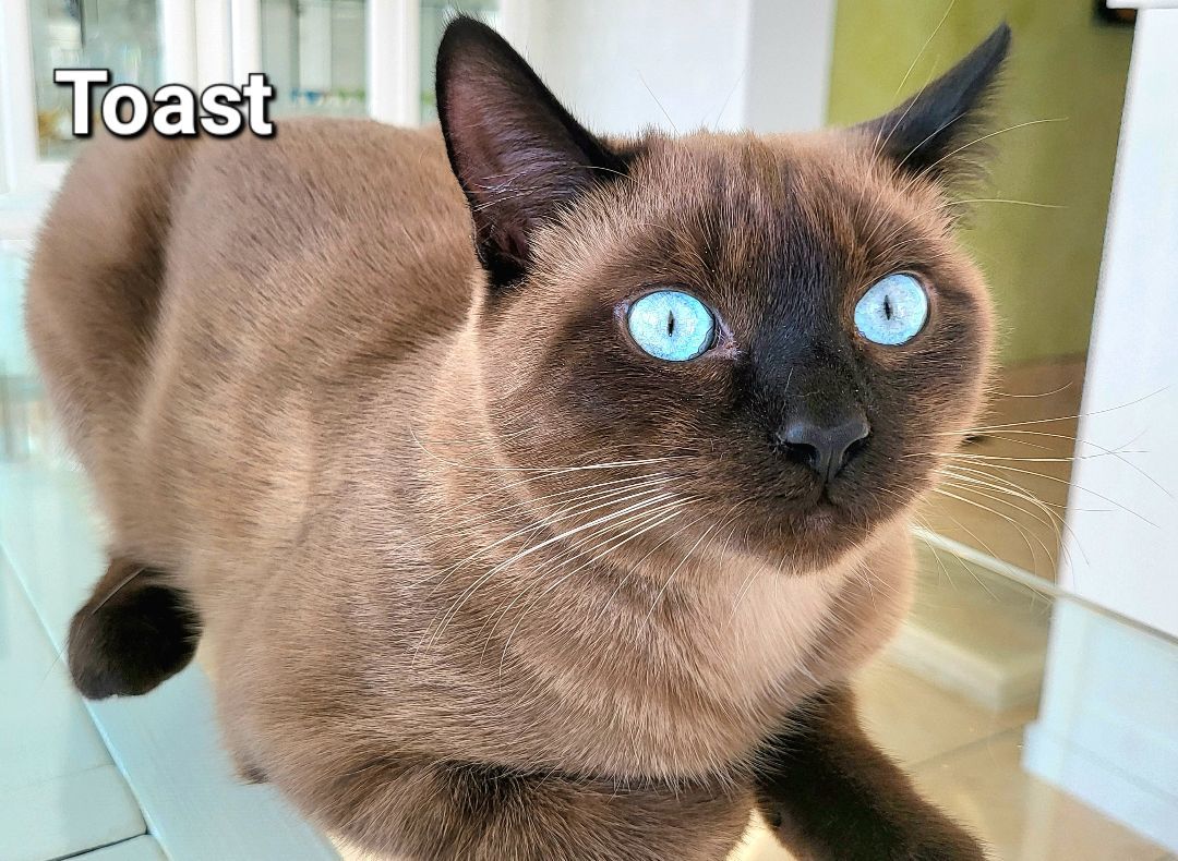 Marmalade and Toast, a Adopted mixed breed in Bethel, OH image 3/6