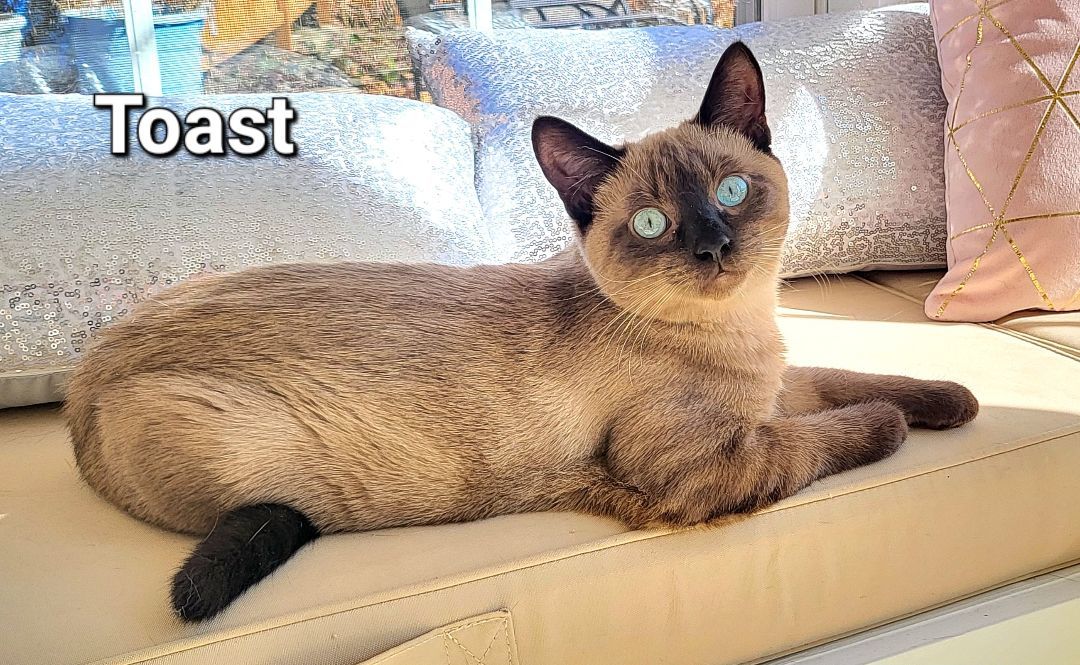 Marmalade and Toast, a Adopted mixed breed in Bethel, OH image 4/6