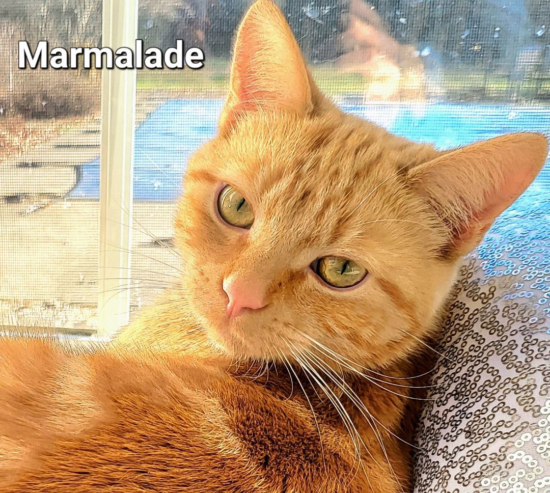 Marmalade and Toast, a Adopted mixed breed in Bethel, OH image 5/6