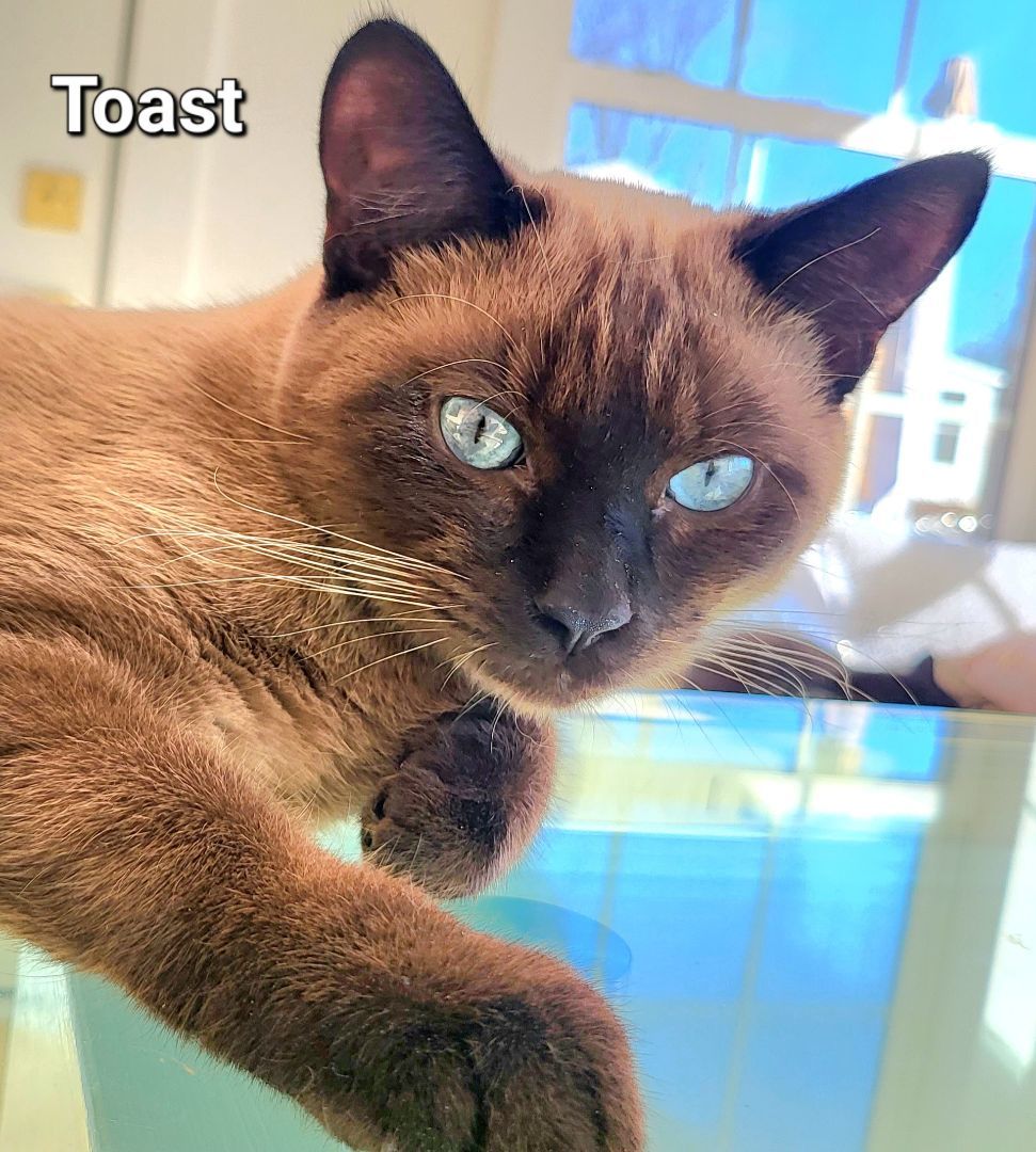 Marmalade and Toast, a Adopted mixed breed in Bethel, OH image 6/6