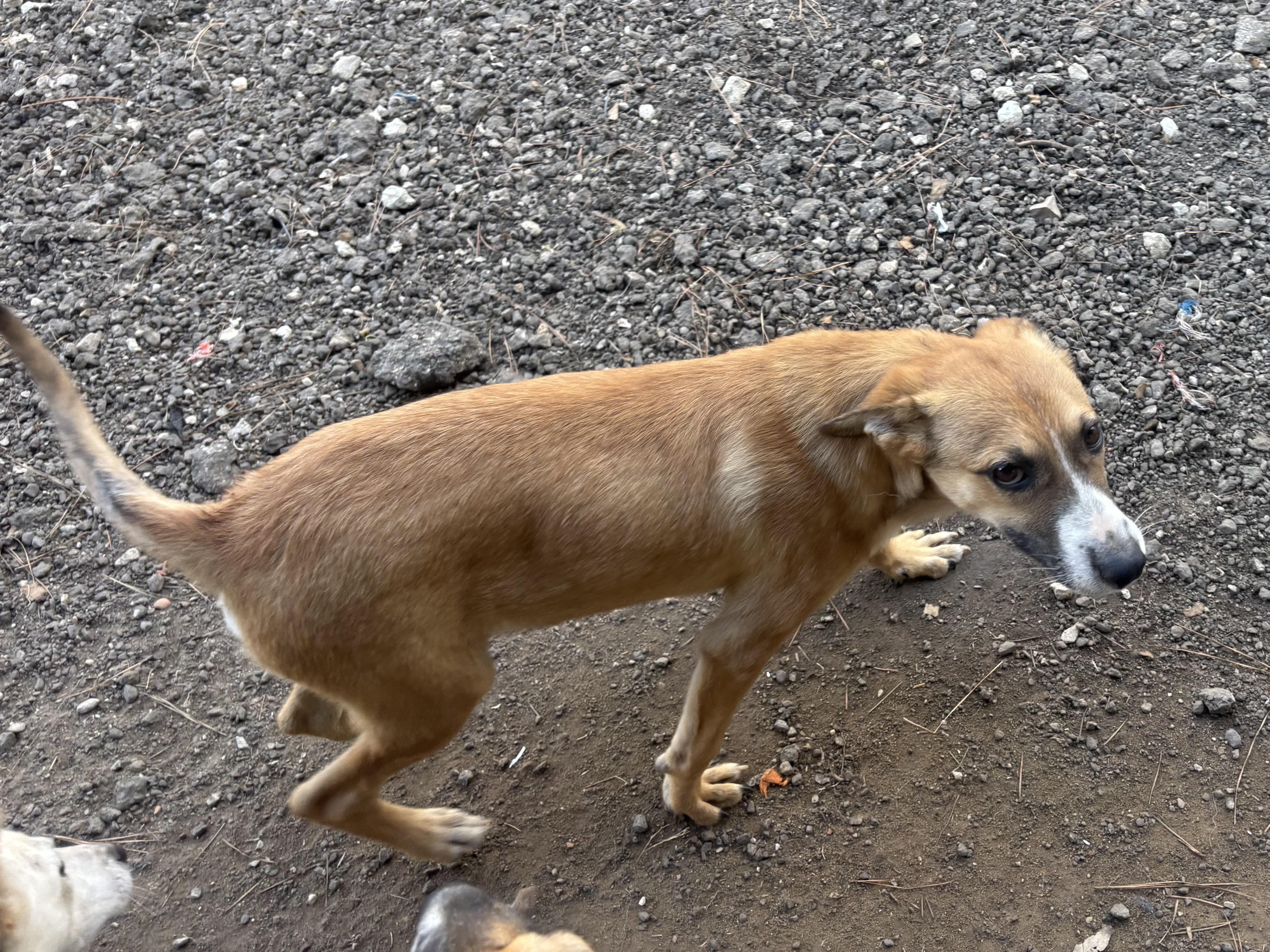Milo, a Adoptable mixed breed in Coldspring, TX image 4/6