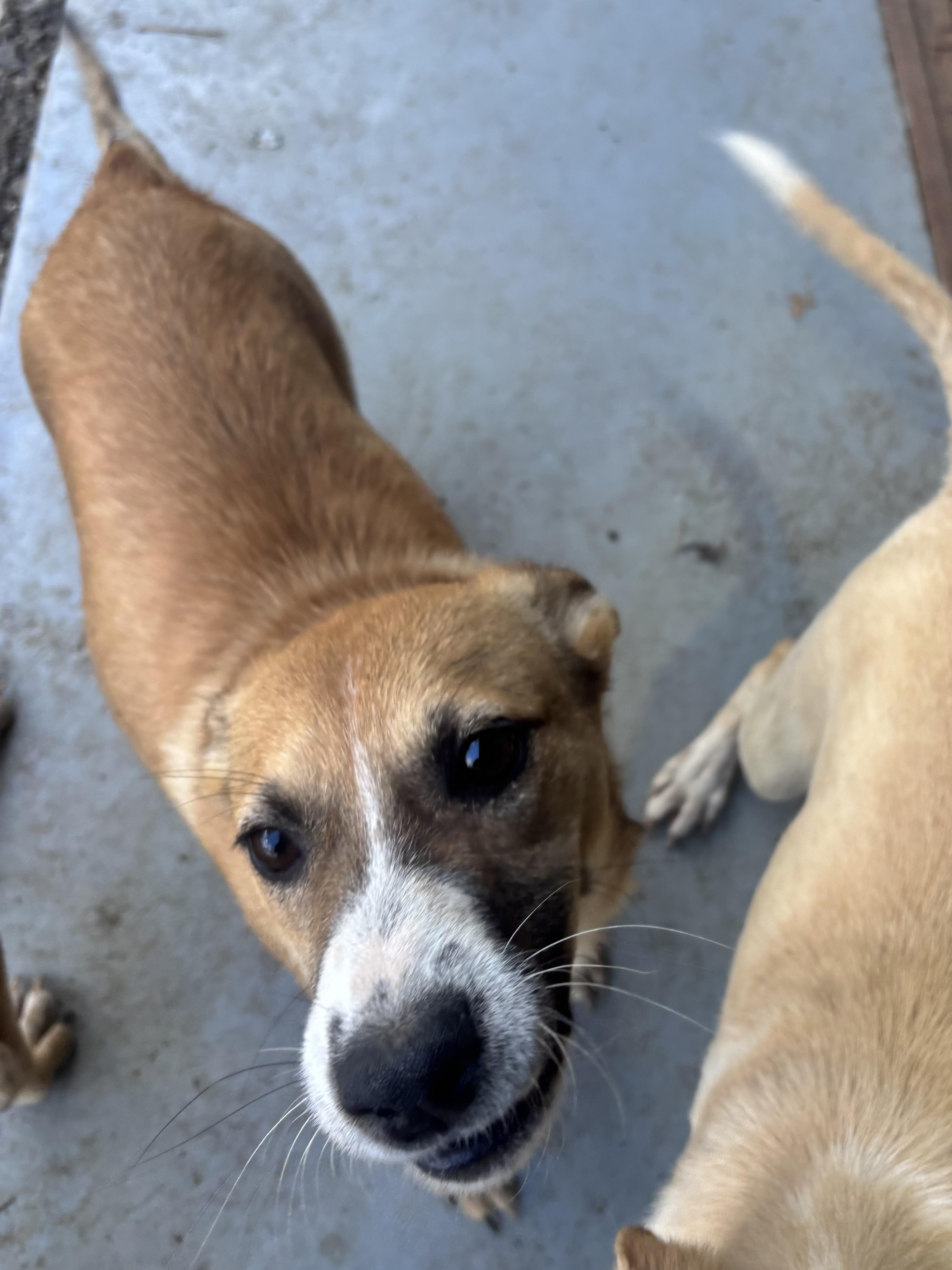 Milo, a Adoptable mixed breed in Coldspring, TX image 2/6