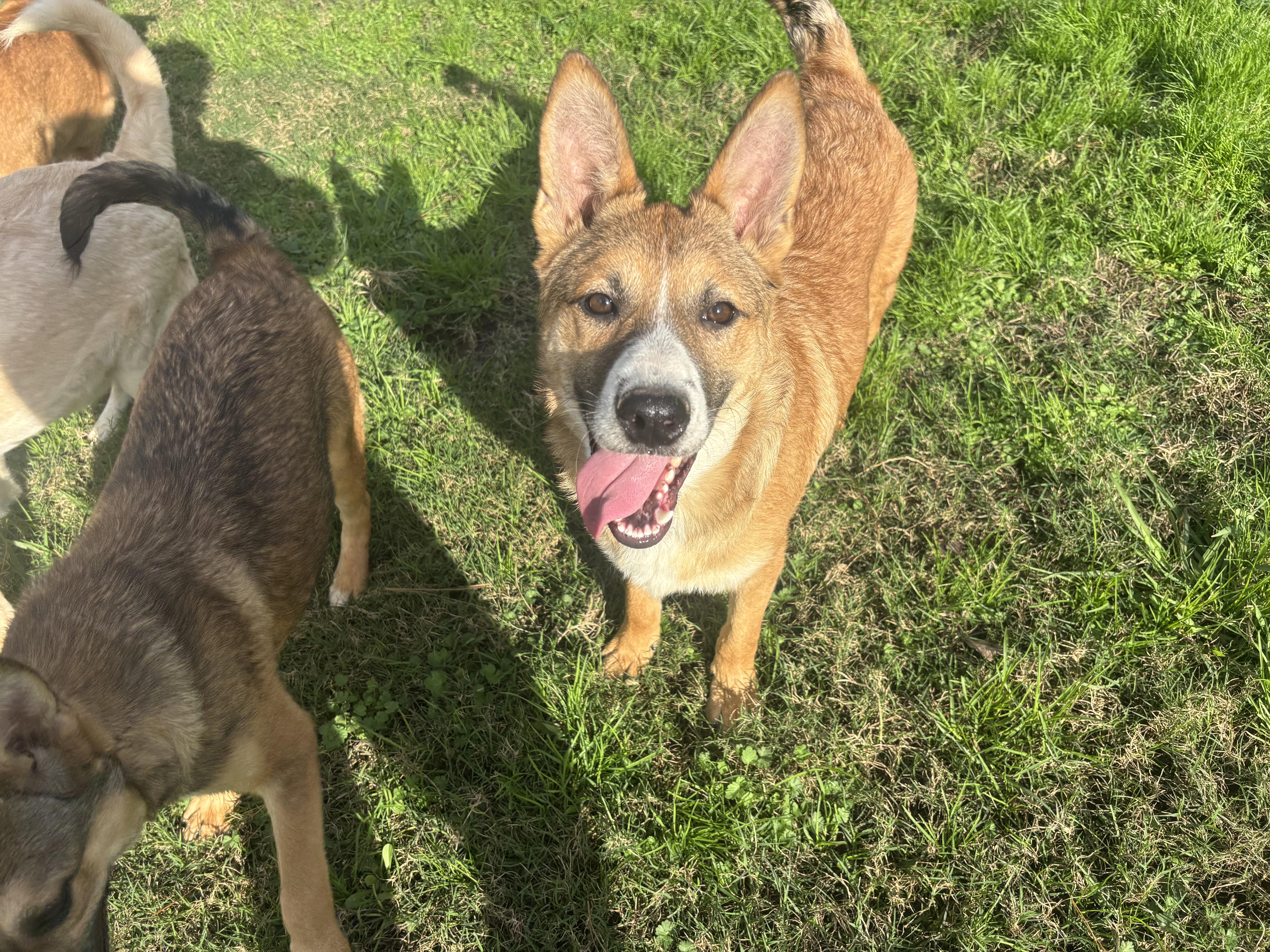 Milo, Adoptable, Young Male German Shepherd Dog.