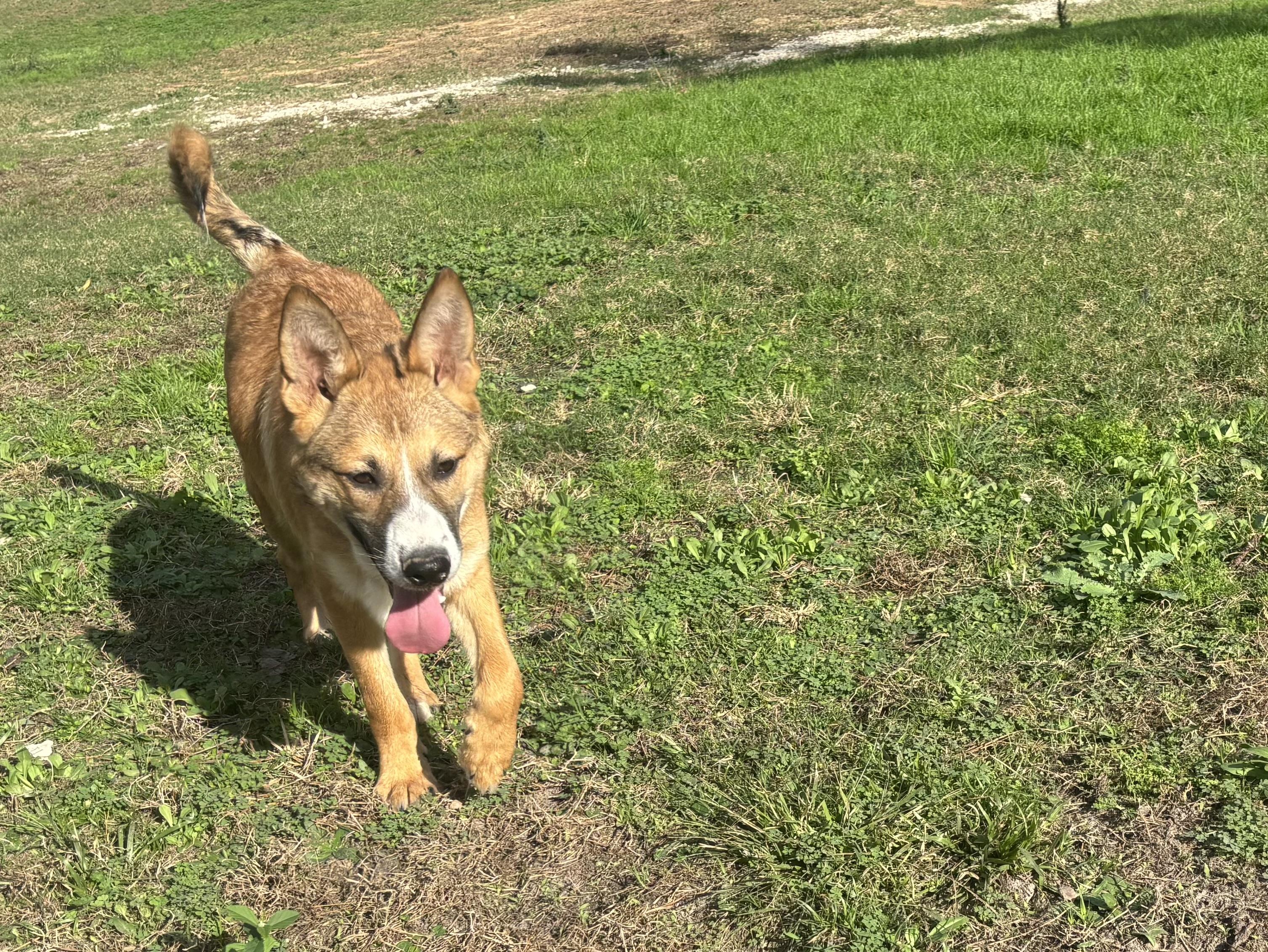 Milo, a Adoptable mixed breed in Coldspring, TX image 6/6