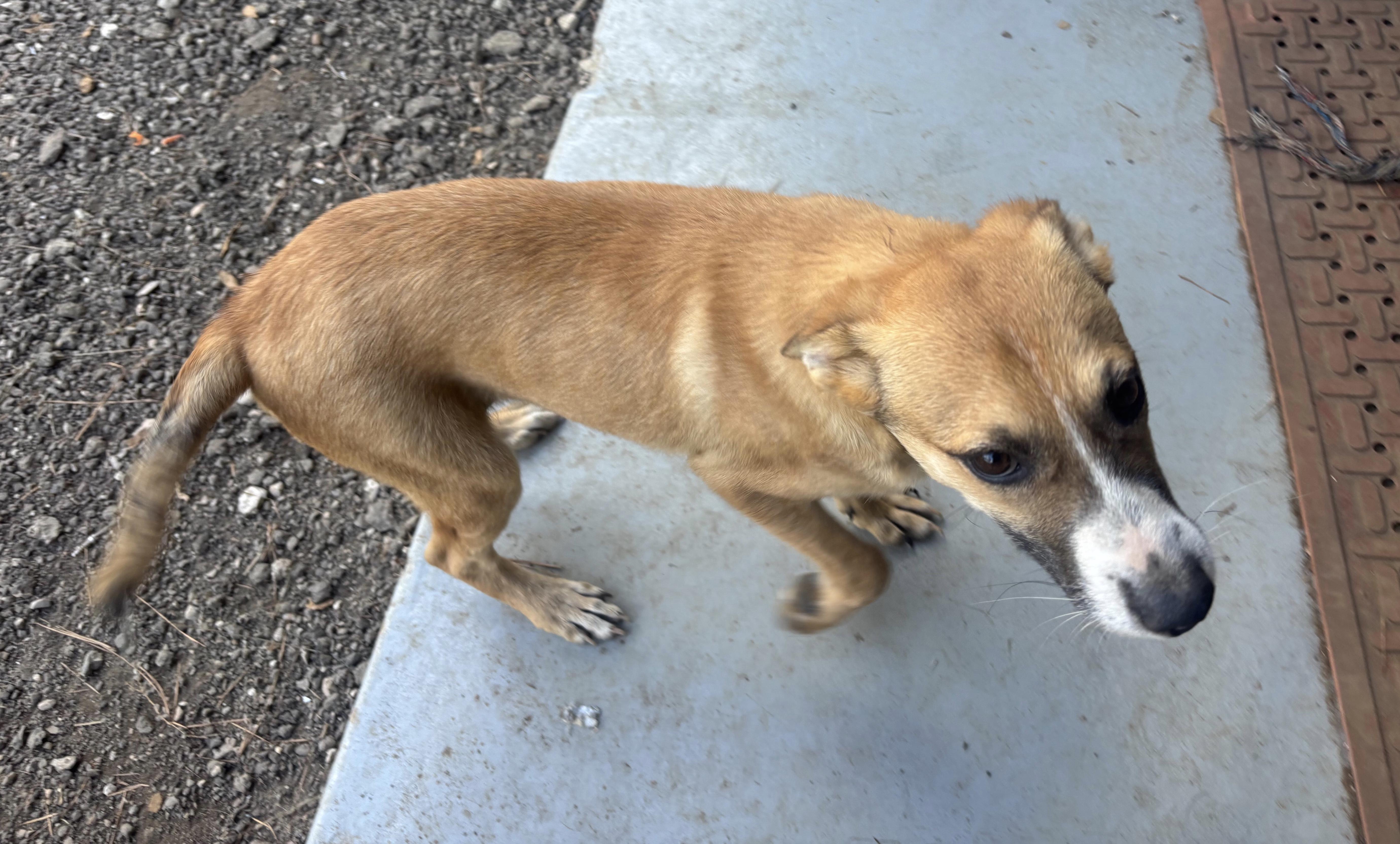 Milo, a Adoptable mixed breed in Coldspring, TX image 3/6