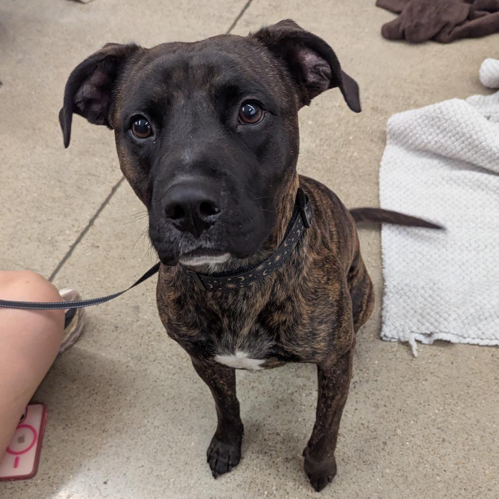 Komodo, Adoptable, Adult Male Pit Bull Terrier & Mixed Breed.