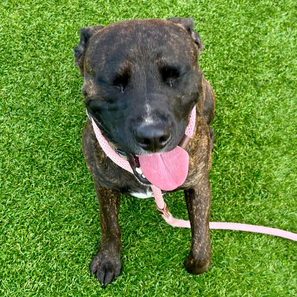 Enlarge Koko, a Adoptable mixed breed in Evansville, IN image 1/6