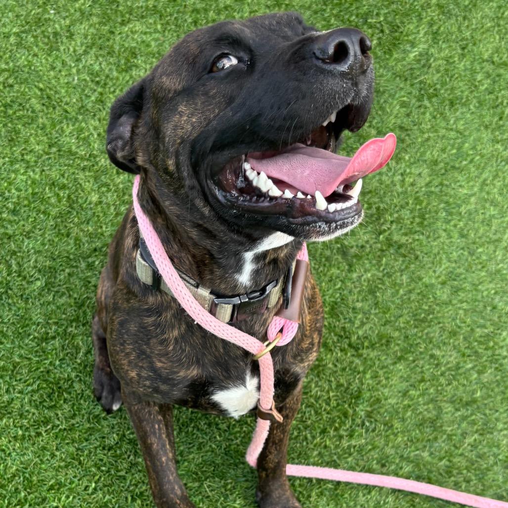 Komodo, Adoptable, Adult Male Pit Bull Terrier & Mixed Breed.