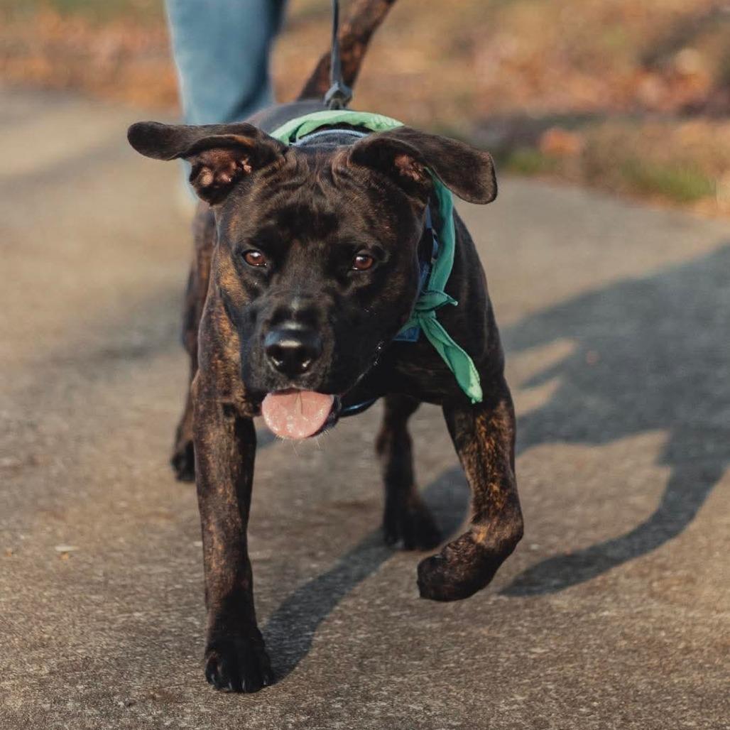 Enlarge Koko, a Adoptable mixed breed in Evansville, IN image 4/6