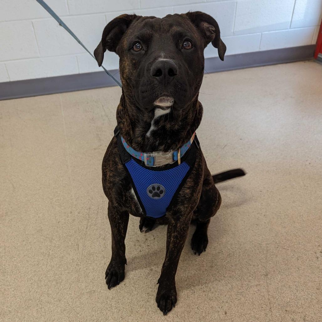 Enlarge Koko, a Adoptable mixed breed in Evansville, IN image 5/6