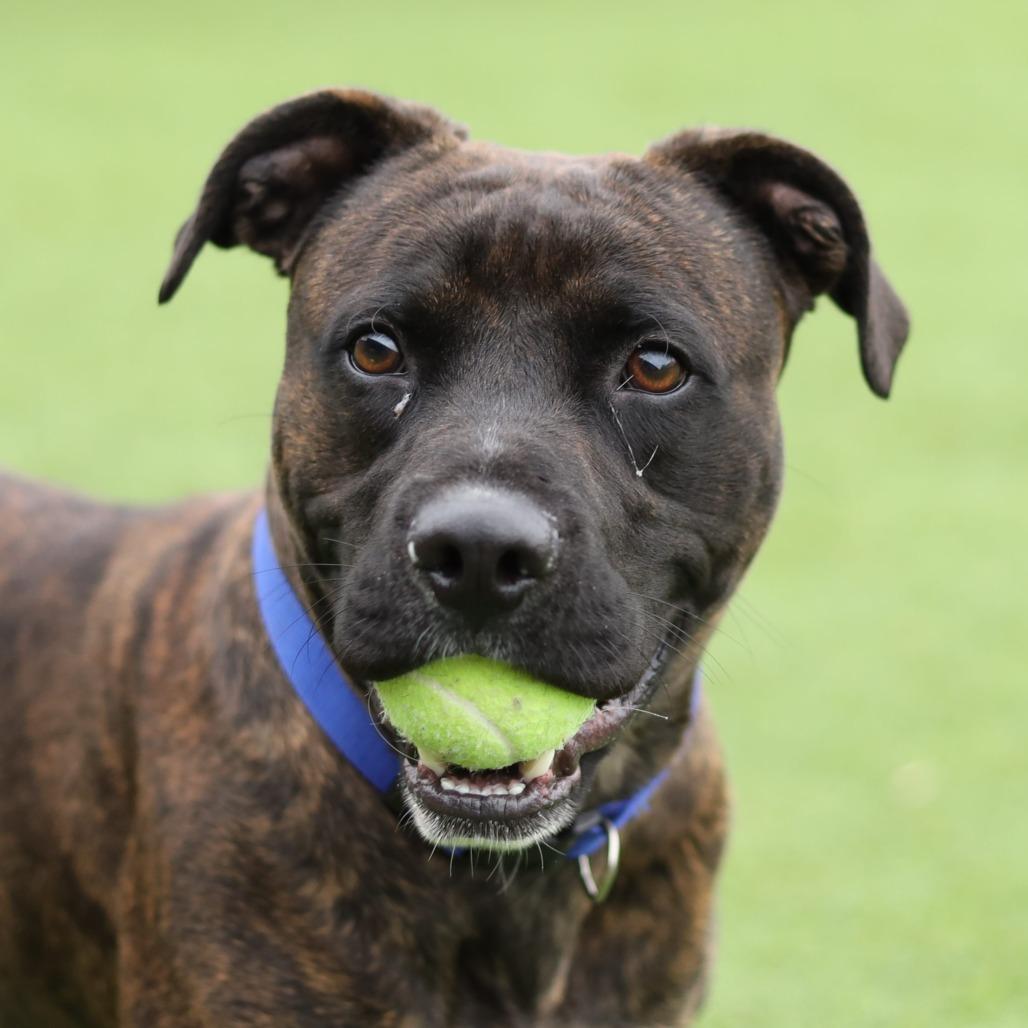 Enlarge Koko, a Adoptable mixed breed in Evansville, IN image 6/6