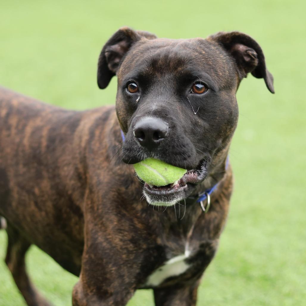 Komodo, a Adoptable mixed breed in Evansville, IN image 6/6