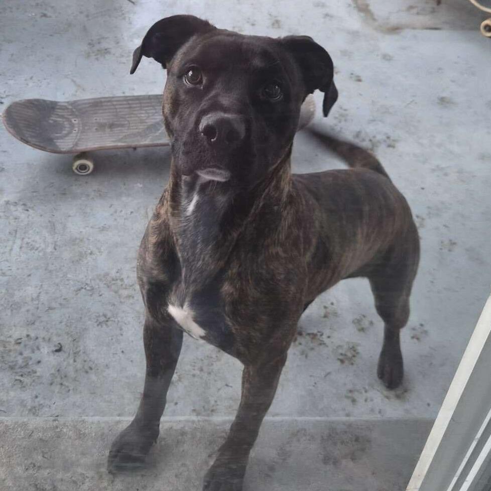 Enlarge Komodo, a Adoptable mixed breed in Evansville, IN image 6/6