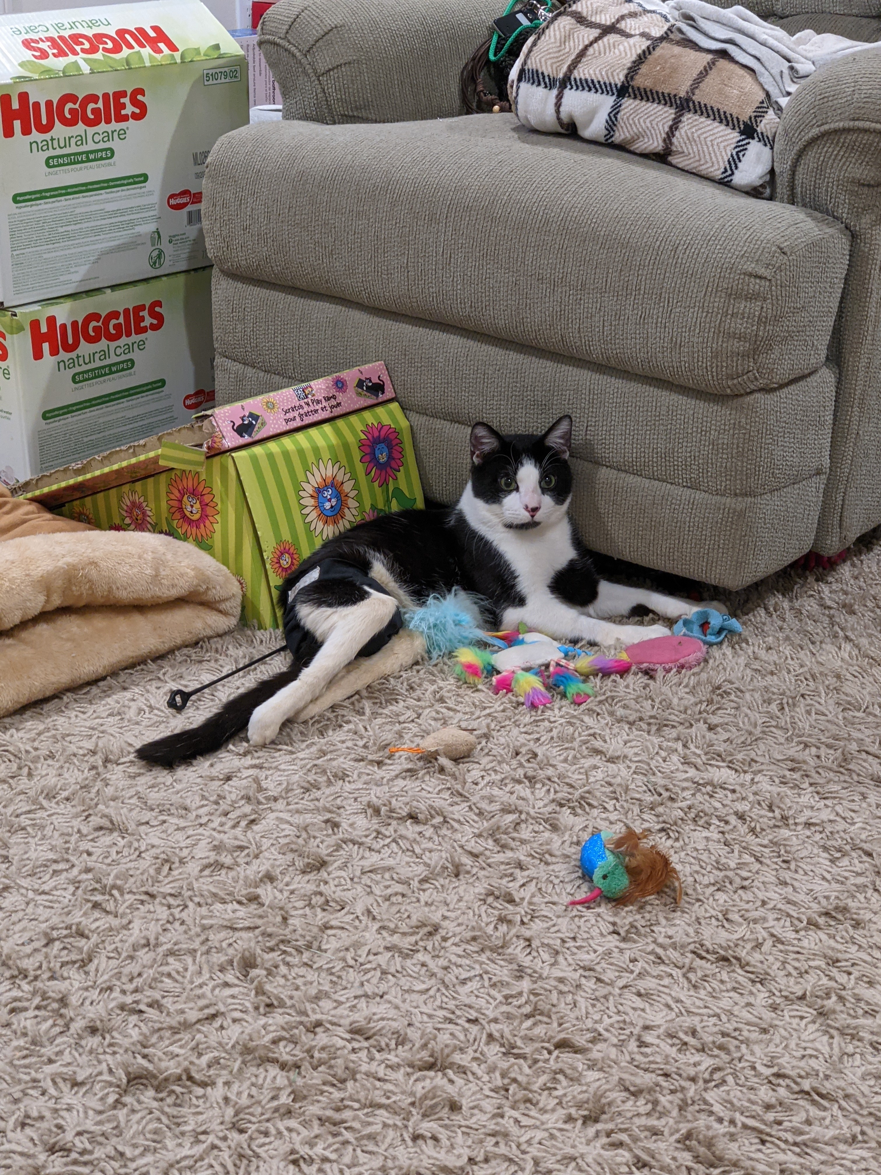 Toby, a Adoptable Domestic Short Hair in Manhattan Beach, CA image 1/12