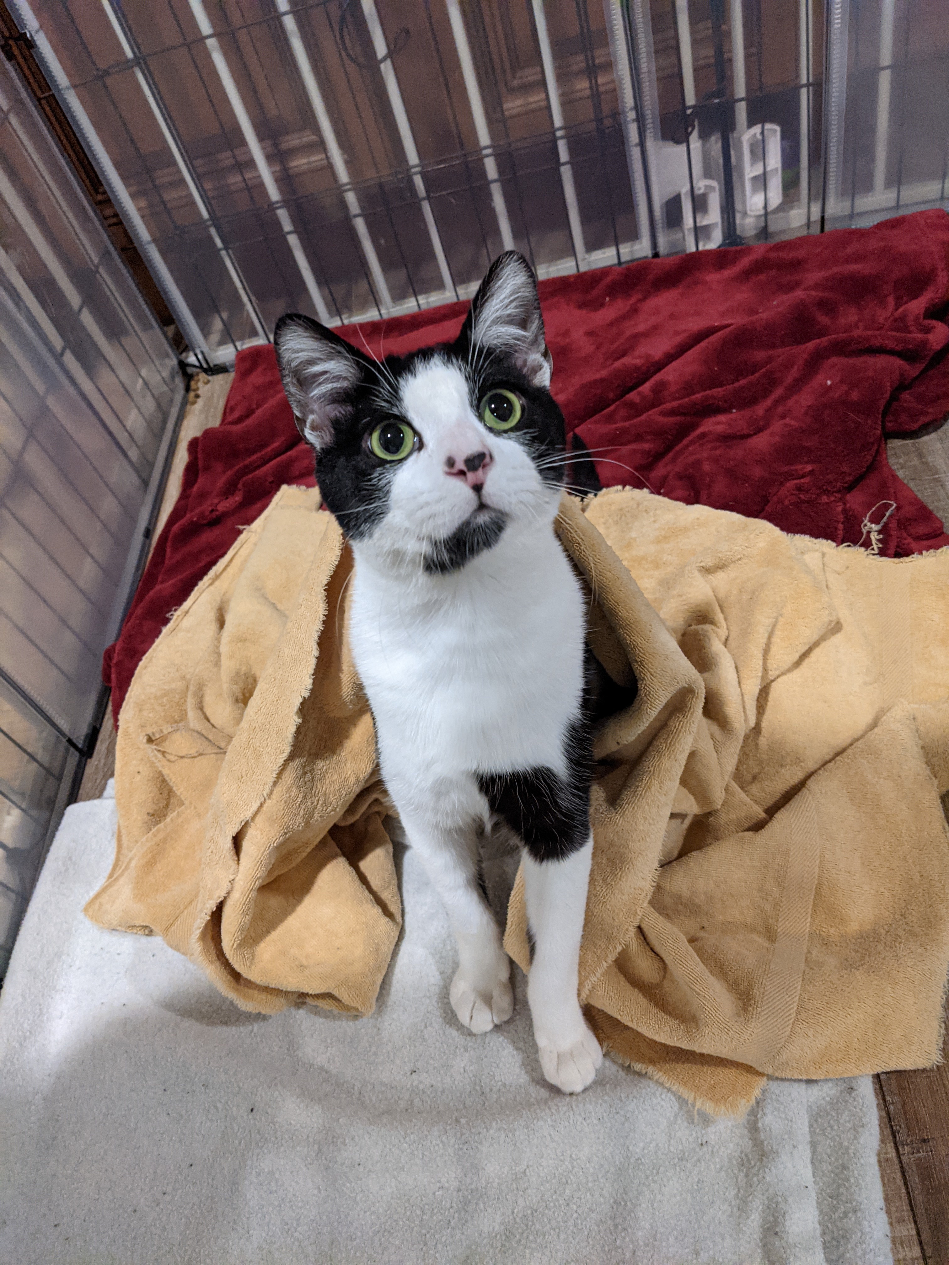 Toby, a Adoptable Domestic Short Hair in Manhattan Beach, CA image 2/12