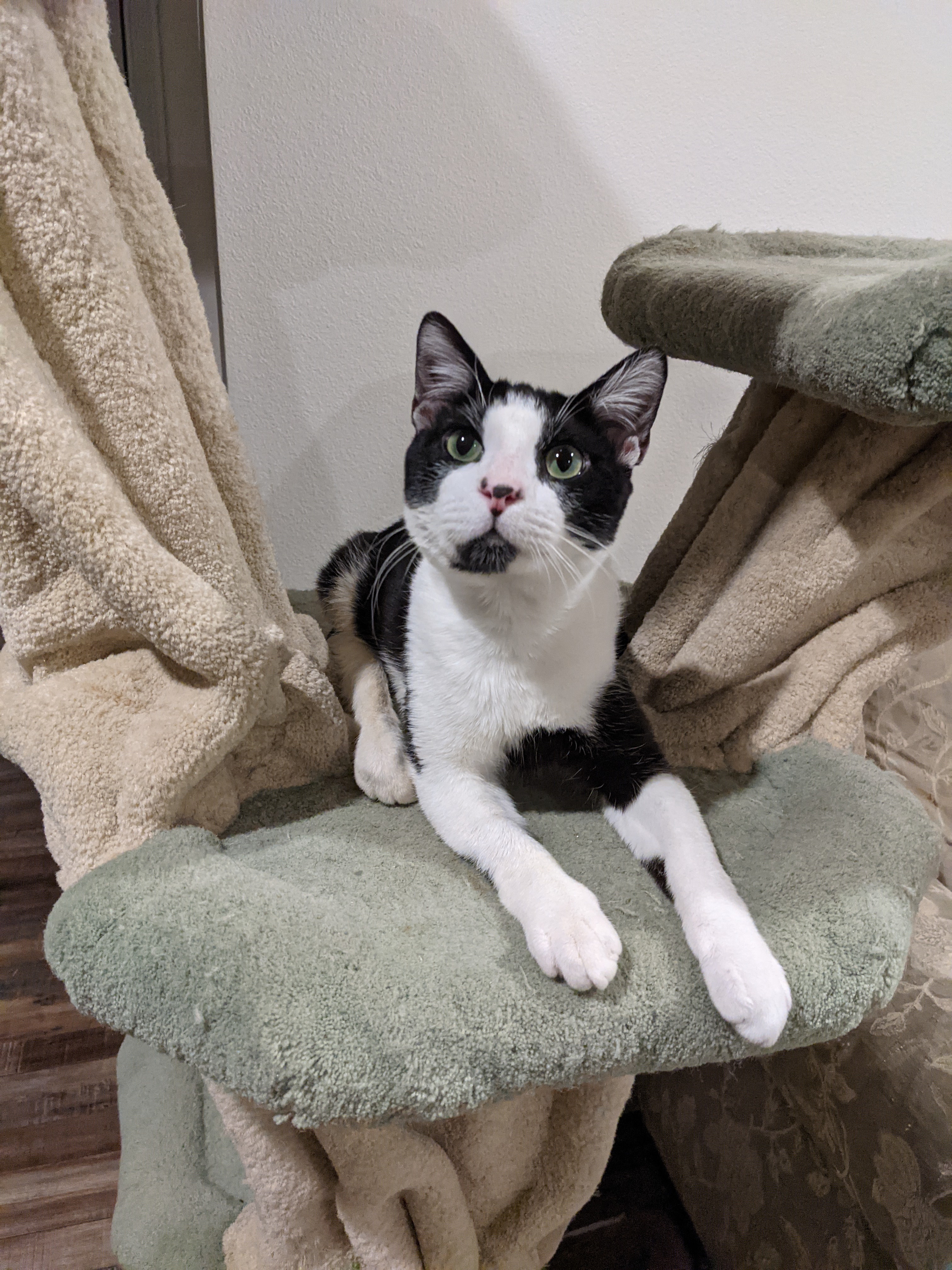 Toby, a Adoptable Domestic Short Hair in Manhattan Beach, CA image 3/12