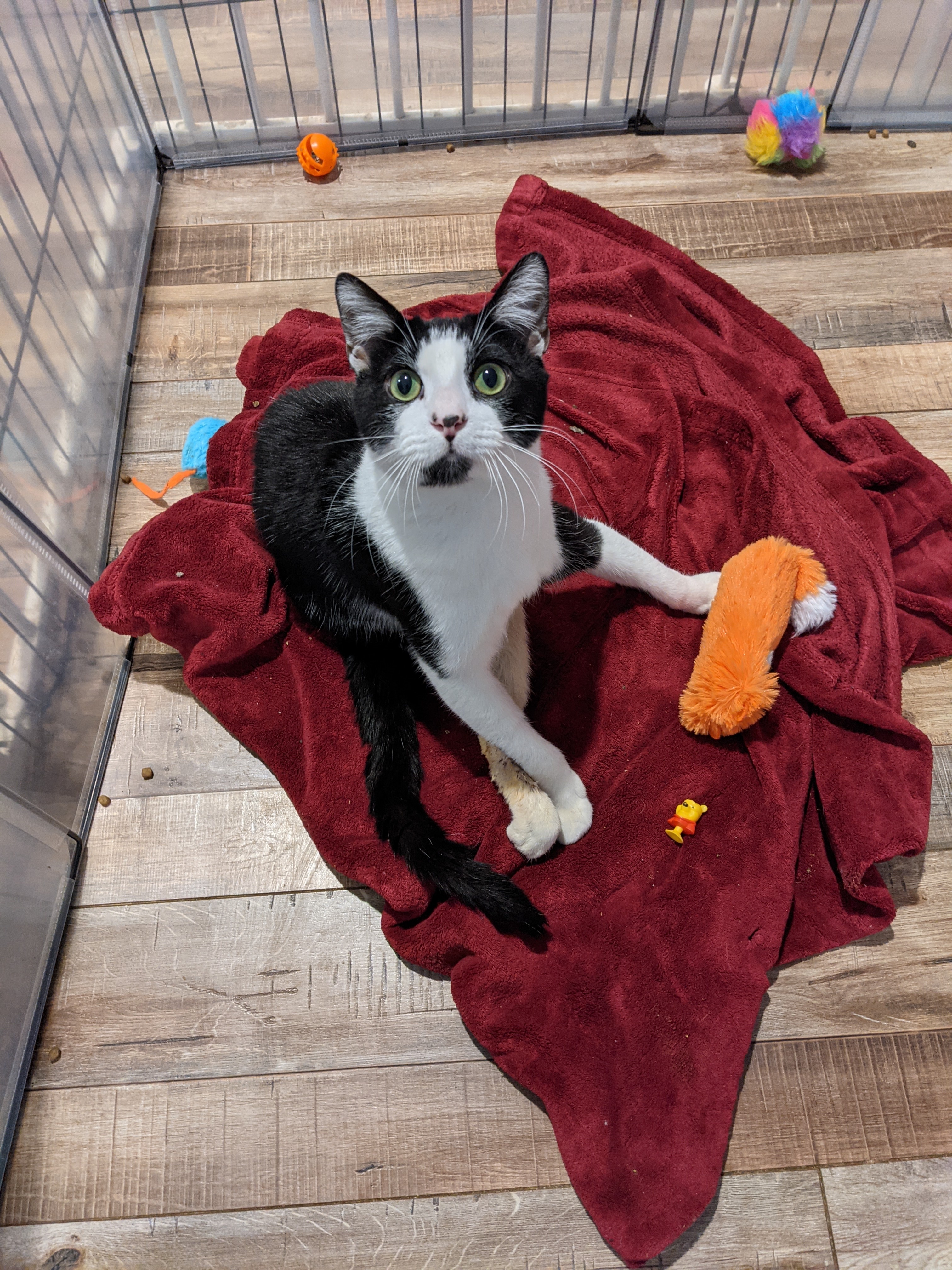 Toby, a Adoptable Domestic Short Hair in Manhattan Beach, CA image 4/12