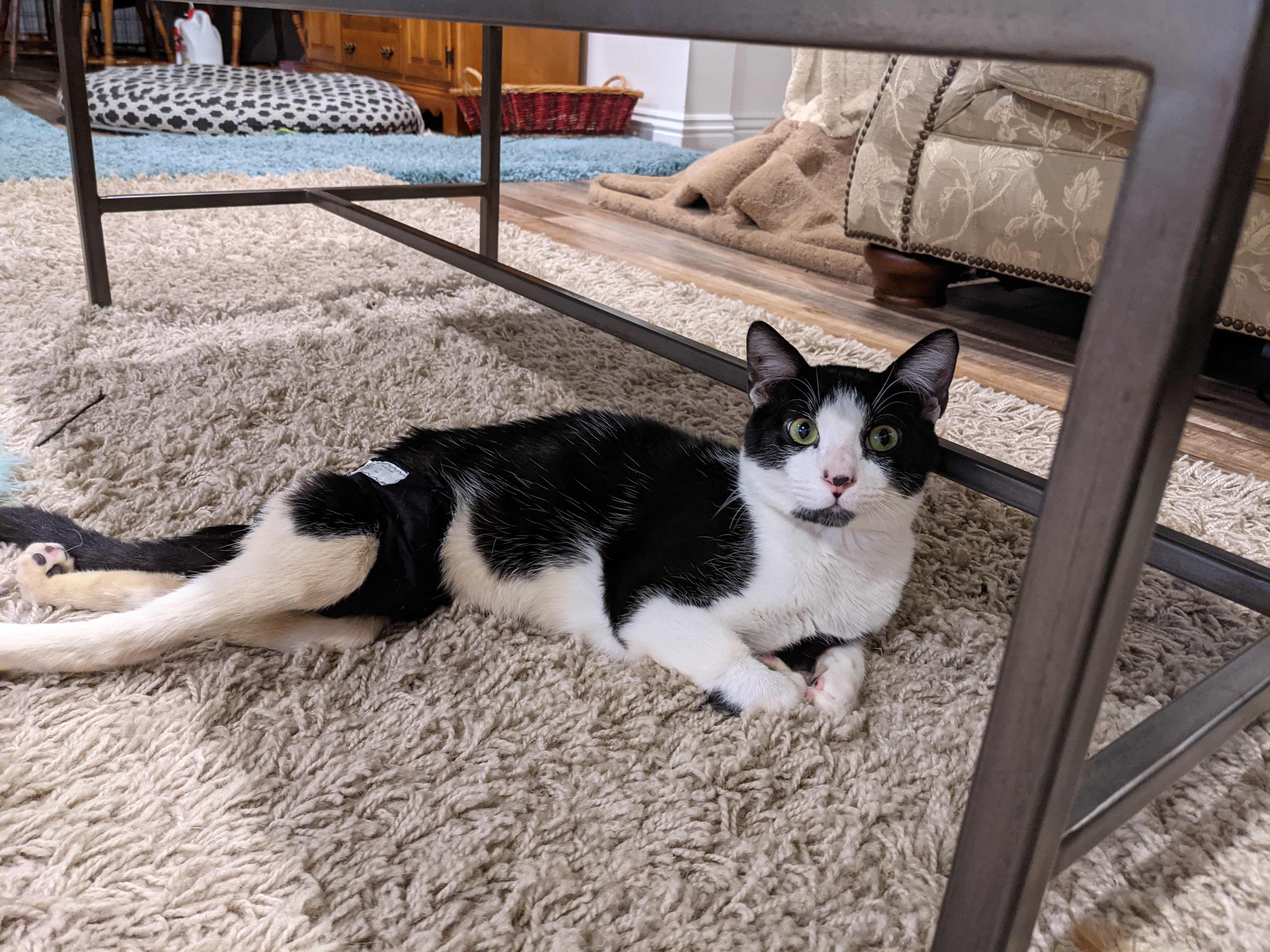 Toby, a Adoptable Domestic Short Hair in Manhattan Beach, CA image 5/12