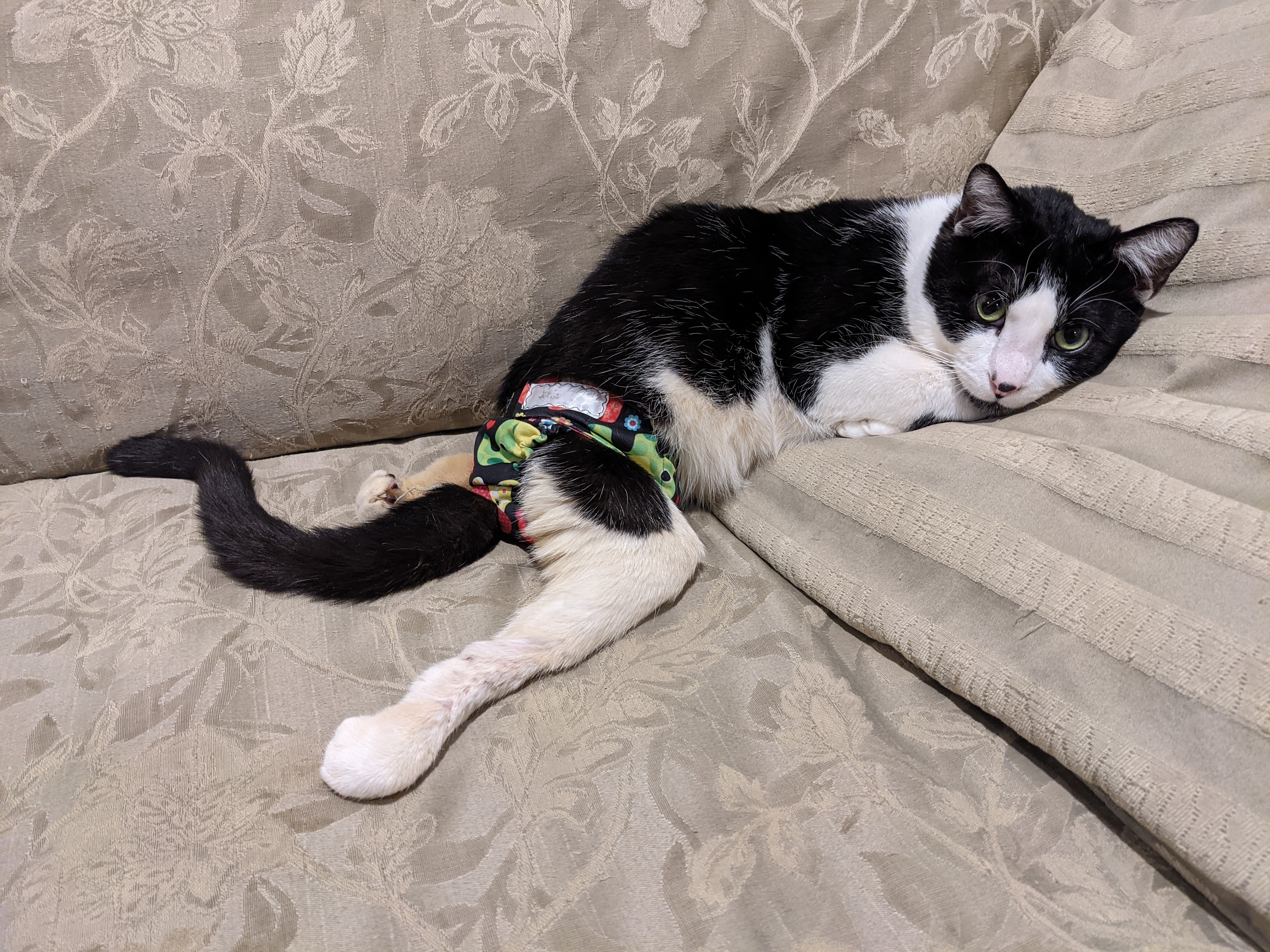 Toby, a Adoptable Domestic Short Hair in Manhattan Beach, CA image 6/12