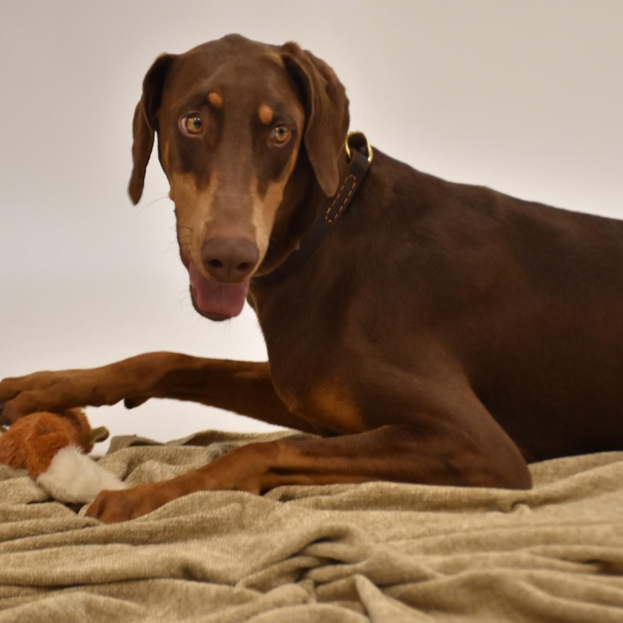 Enlarge Priscilla, a Adoptable mixed breed in Simsbury, CT image 5/6