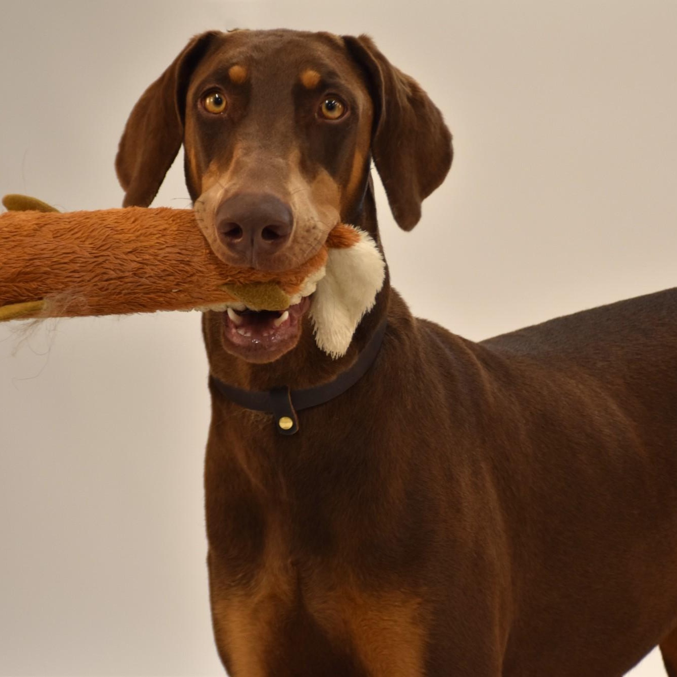 Priscilla, Adoptable, Young Female Doberman Pinscher.