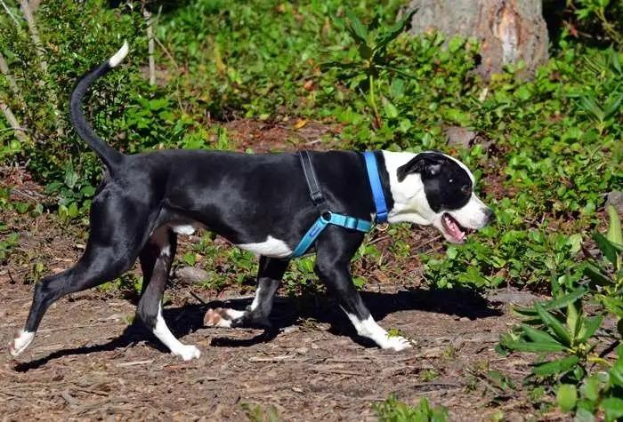 Vinnie ICD-206-25, a Adoptable mixed breed in Coupeville, WA image 1/6