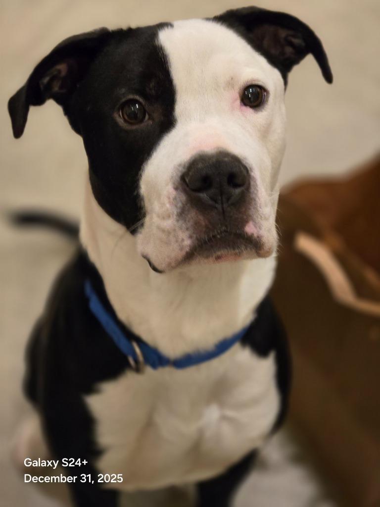 Vinnie ICD-206-25, Adoptable, Young Male Great Dane & Affenpinscher.