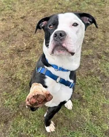 Vinnie ICD-206-25, a Adoptable mixed breed in Coupeville, WA image 4/6