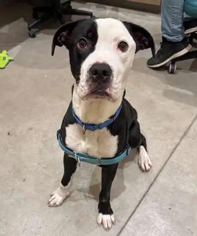 Vinnie ICD-206-25, a Adoptable mixed breed in Coupeville, WA image 5/6
