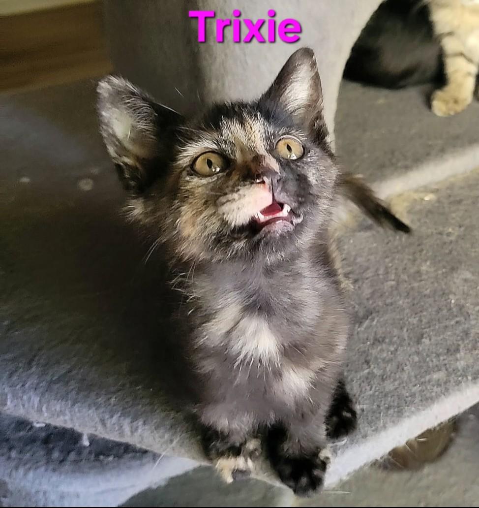 Trixie - cuddly & playful 1