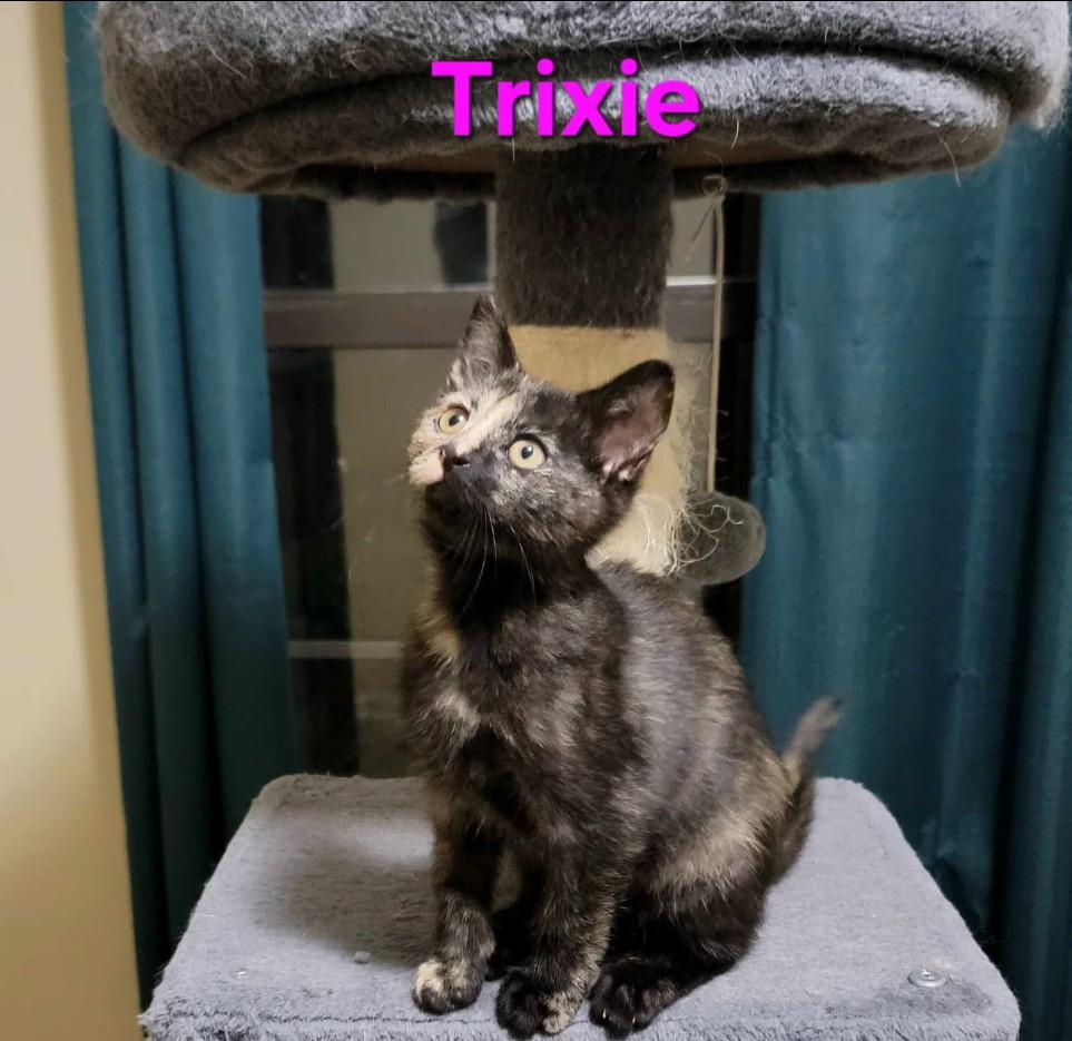 Trixie - cuddly & playful 2