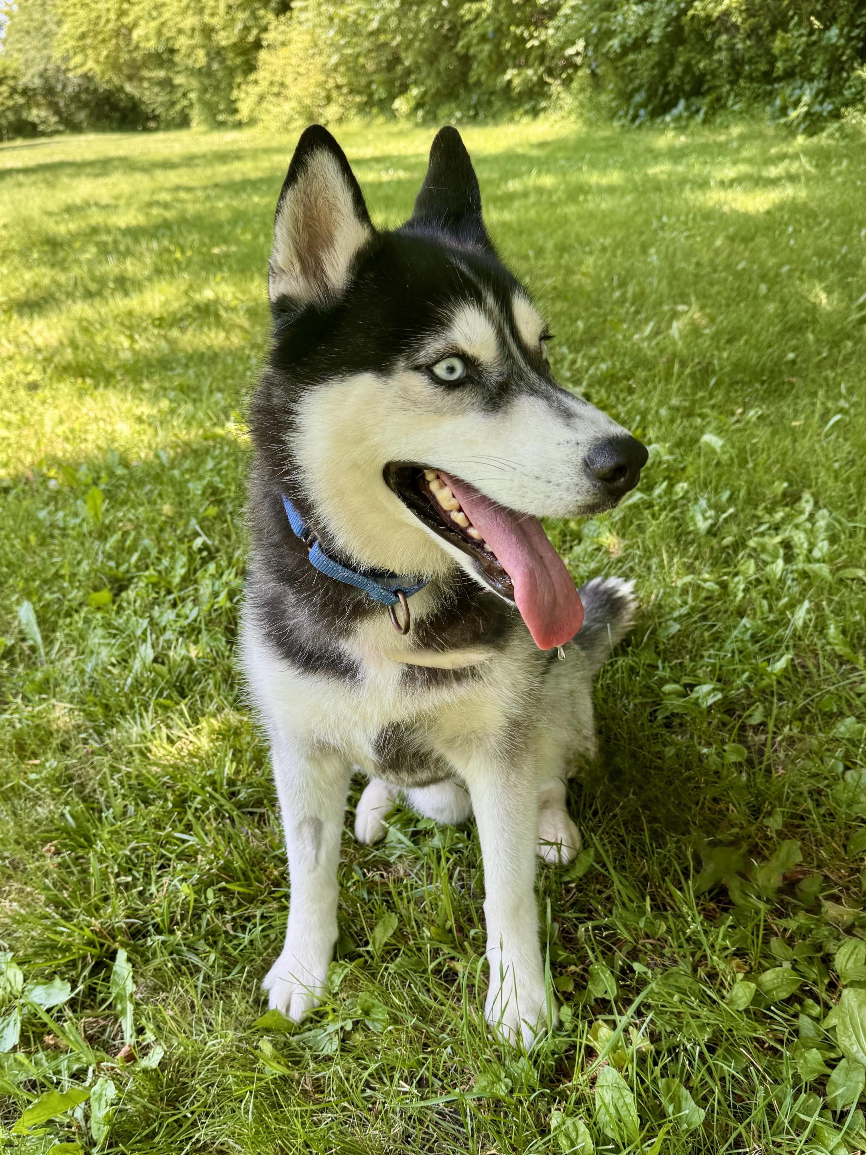 Jangles, an adopted Siberian Husky in Midland, MI image 5/5