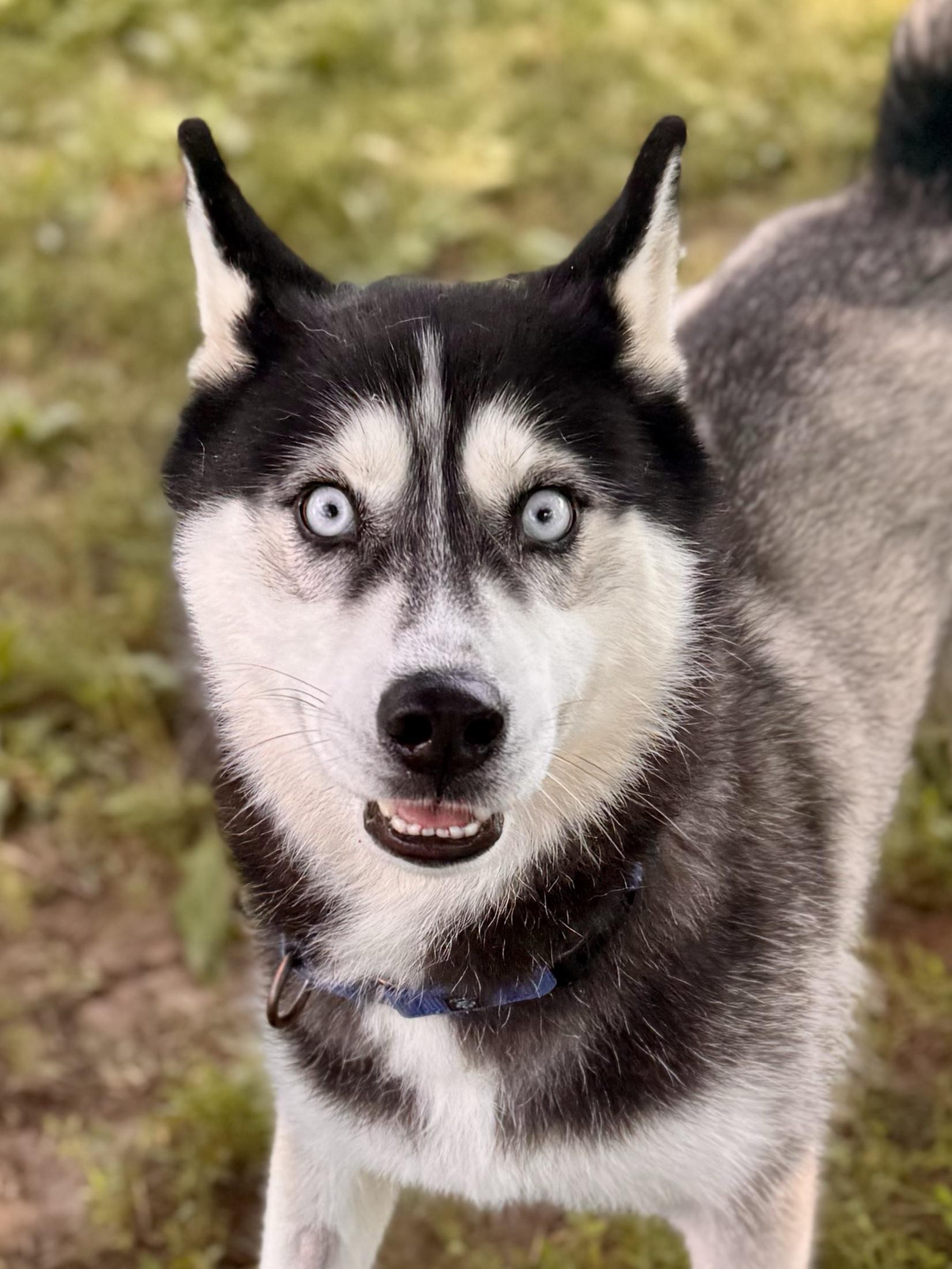 Jangles, an adopted Siberian Husky in Midland, MI image 3/5